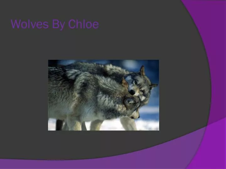 wolfs by chloie wolves by chloe