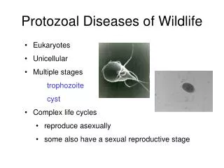 Protozoal Diseases of Wildlife