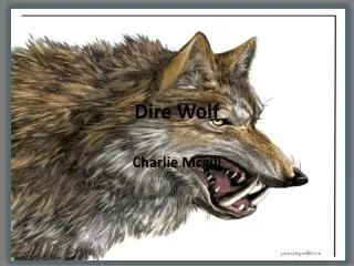 Dire Wolf