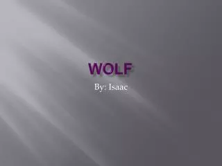 Wolf