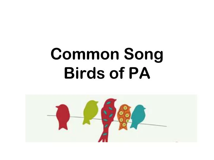 common song birds of pa
