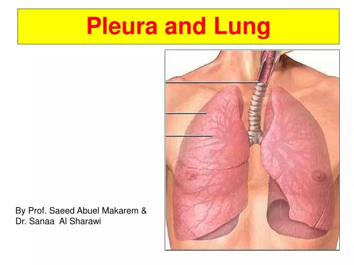 pleura and lung