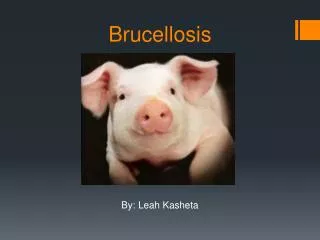 Brucellosis