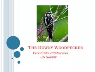 The Downy Woodpecker P icocides Pubescens -By S ophie