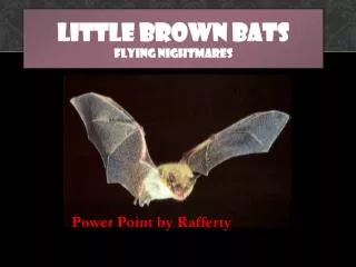 little brown Bats flying nightmares