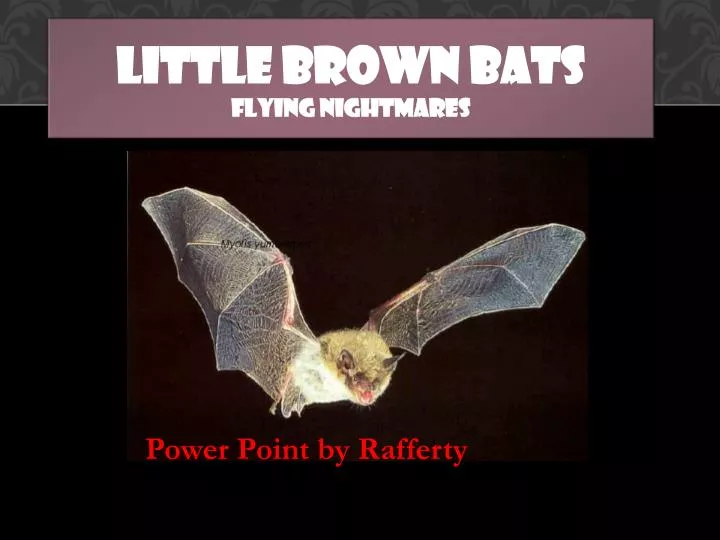 little brown bats flying nightmares