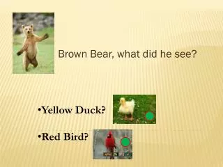 brown bear what did he see