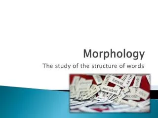 morphology