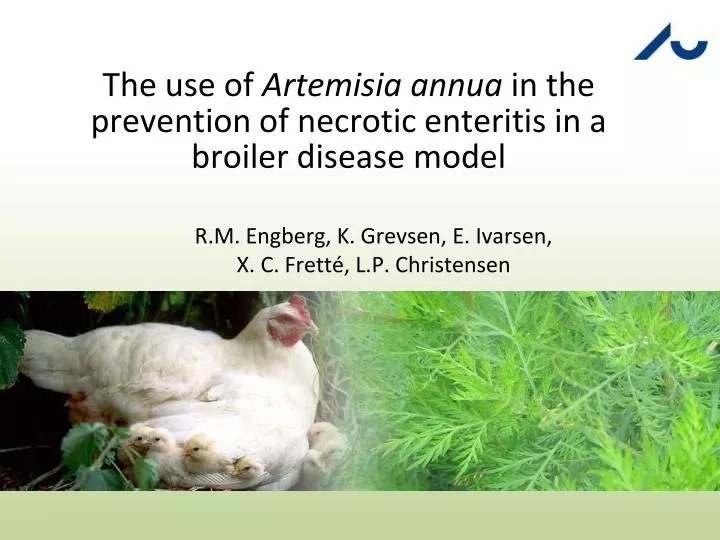 the use of artemisia annua in the prevention of necrotic enteritis in a broiler disease model
