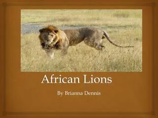 African Lions