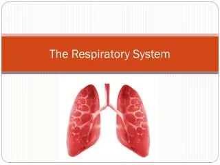 The Respiratory System