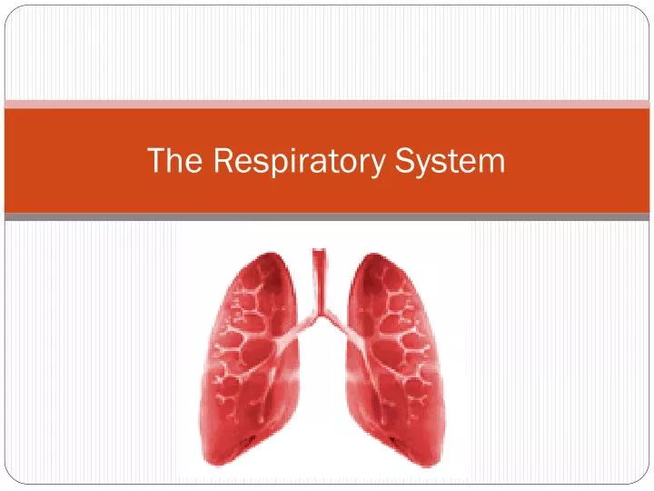 the respiratory system