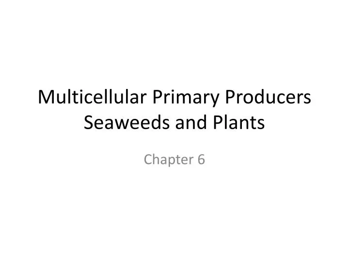 multicellular primary producers seaweeds and plants