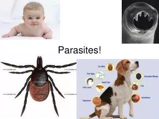 Parasites!