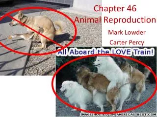 Chapter 46 Animal Reproduction