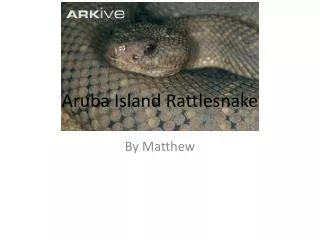 Aruba I sland Rattlesnake