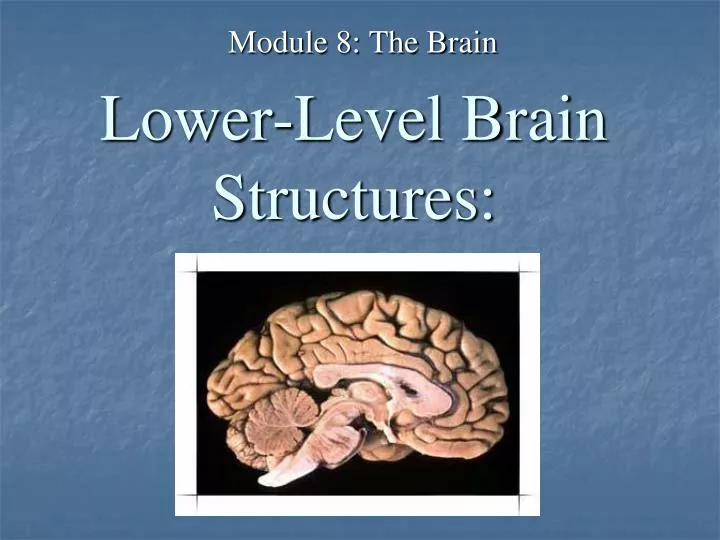 lower level brain structures