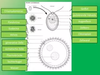 Chlamydomonas