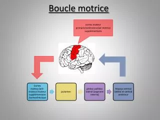 boucle motrice