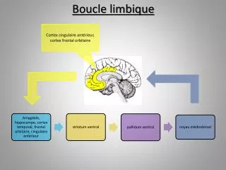boucle limbique