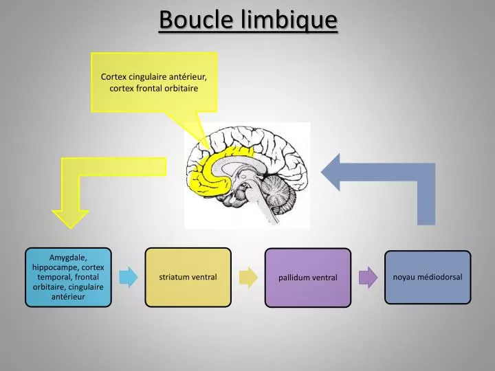 boucle limbique