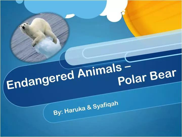 endangered animals polar bear