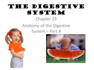 The Digestive System