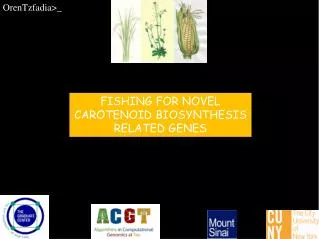 FISHING FOR NOVEL CAROTENOID BIOSYNTHESIS RELATED GENES