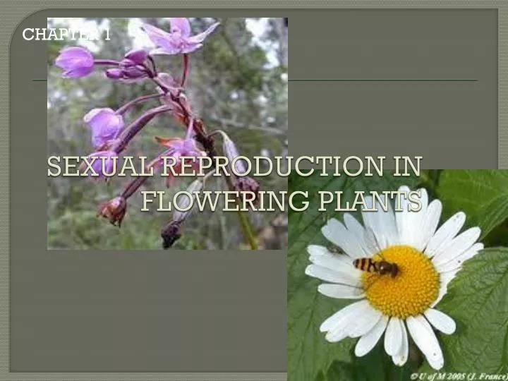 sexual reproduction in flowering plants