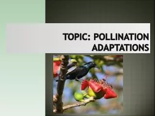 Topic: Pollination adaptations
