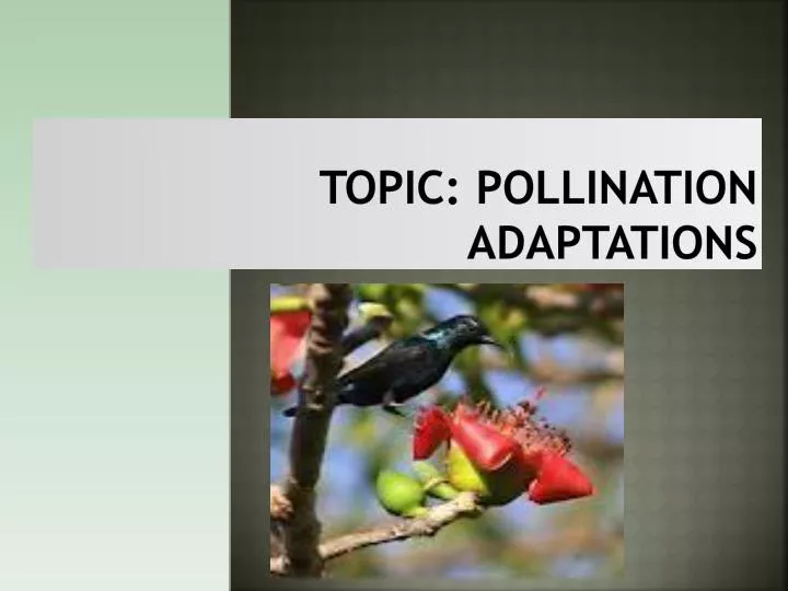 topic pollination adaptations