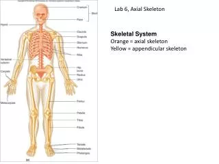 Skeletal System