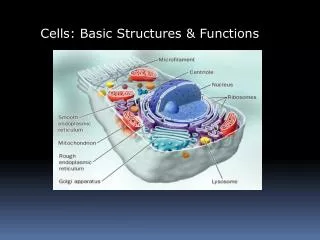 Cells: Basic Structures &amp; Functions