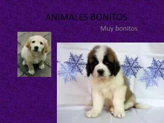 animales bonitos