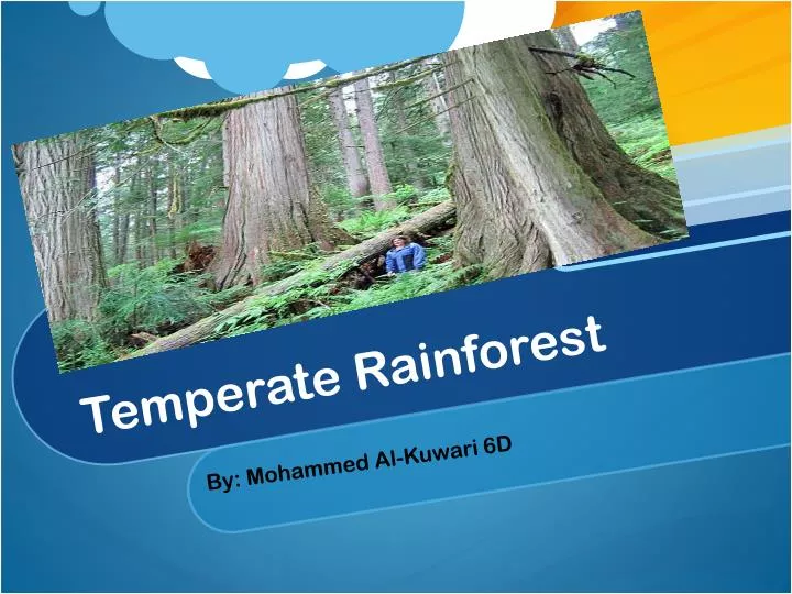 temperate rainforest