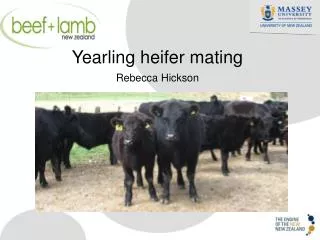 Yearling heifer mating Rebecca Hickson