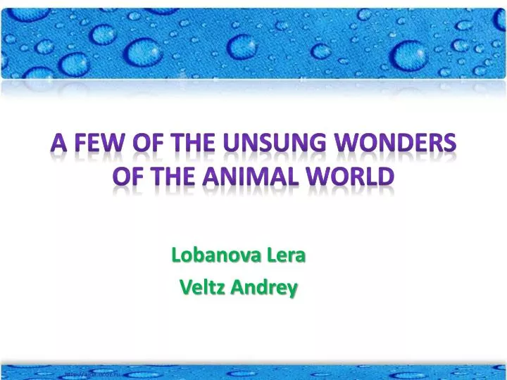 a few of the unsung wonders of the animal world