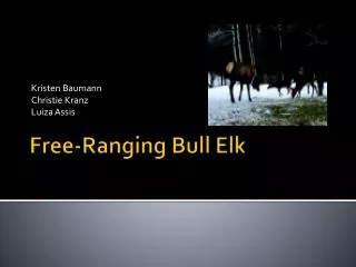 Free-Ranging Bull Elk