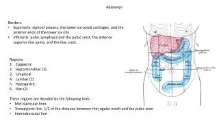 Abdomen