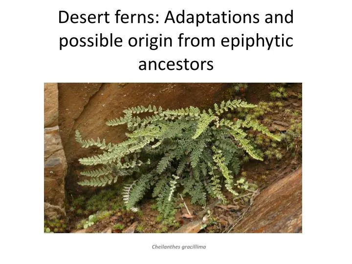 desert ferns adaptations and possible origin from epiphytic ancestors