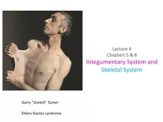 Lecture 4 Chapters 5 &amp; 6 Integumentary System and Skeletal System