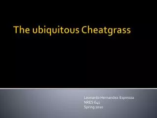 The ubiquitous Cheatgrass