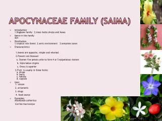Apocynaceae Family ( Saima )
