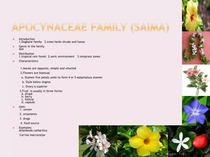 apocynaceae family saima