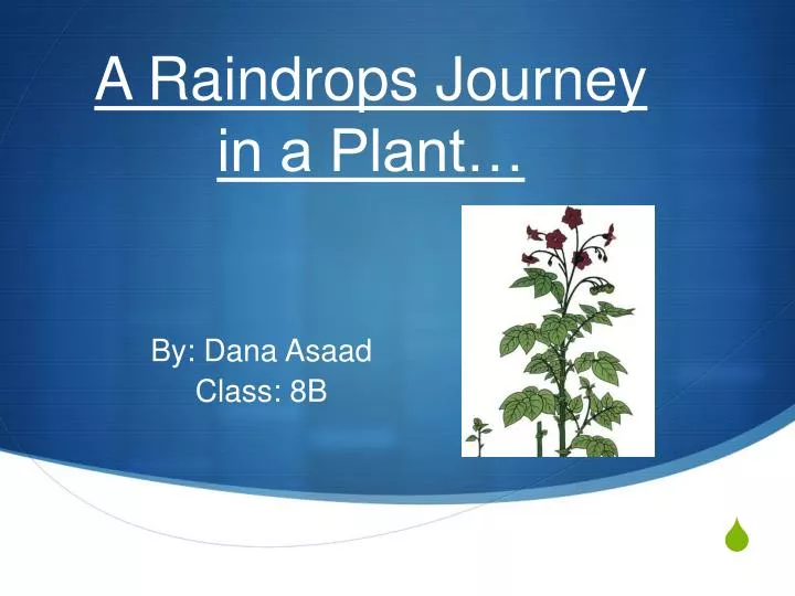 a raindrops journey in a plant