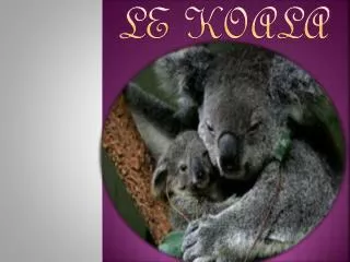 le koala