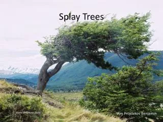 splay trees