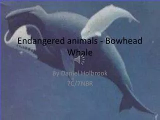 Endangered animals - Bowhead Whale