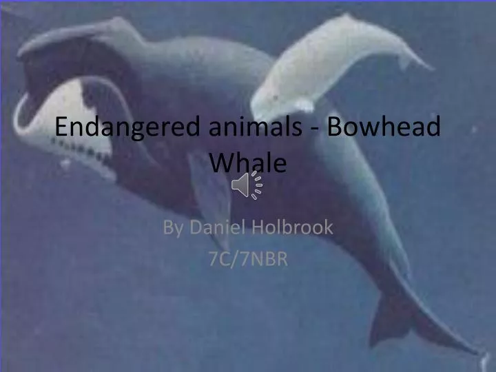 endangered animals bowhead whale