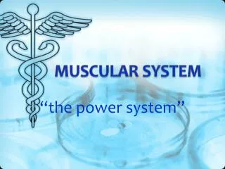 muscular system